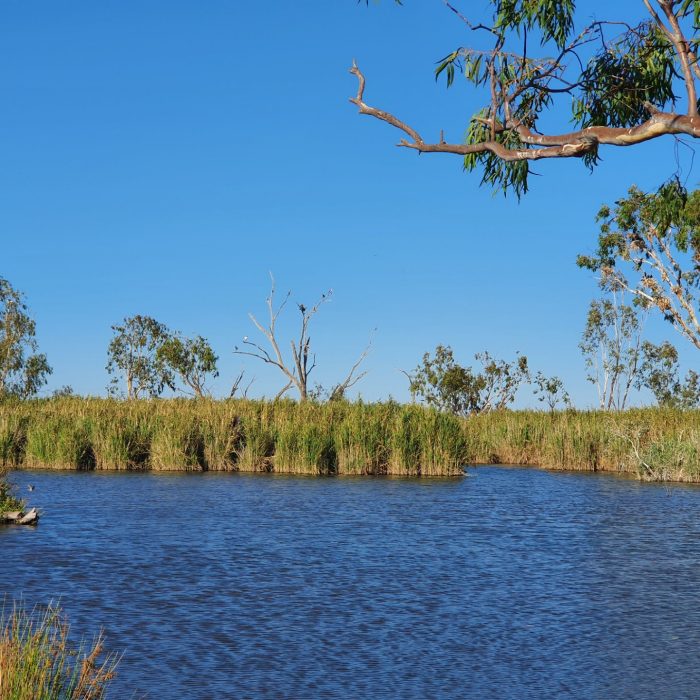 Reeds surrounding blue water with trees and blue sky in the background including waterbirds perched on a leafless tree in the distance