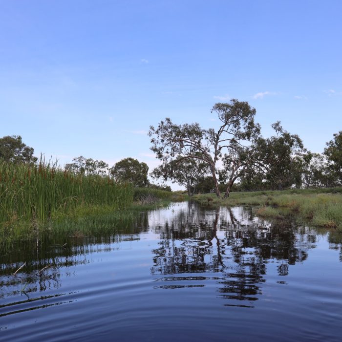 Macquarie Marshes with rippling water in the foreground, banks with reeds and trees and a blue sky in the background