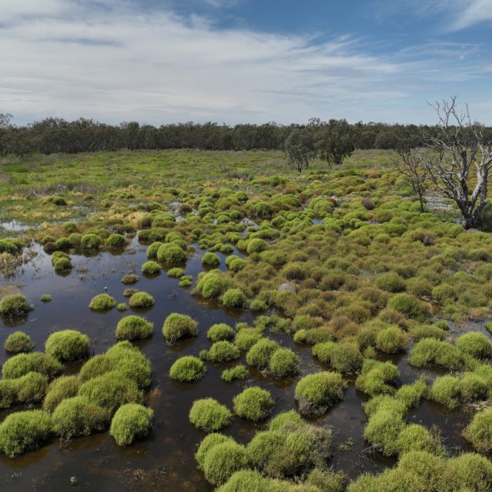 Elevated image of clumps of round vegetation in water with a cloudy blue sky in the background.