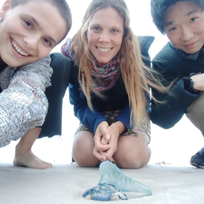 Bluebottle research on Sydney beaches