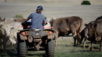 Motorbike herding cattle