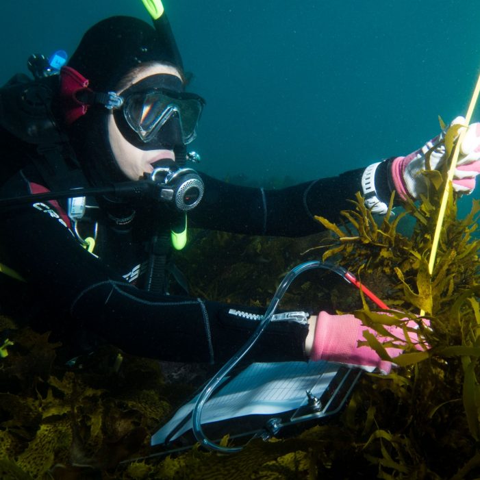 Measuring crayweed