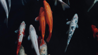 fish-david-dvoracek
