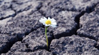 Flower has grown in arid cracked barren soil