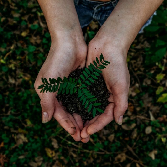 hands holding plant with dirt