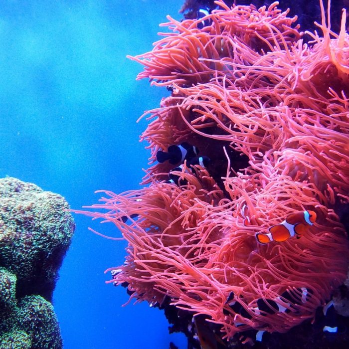 bright coral reef with fish