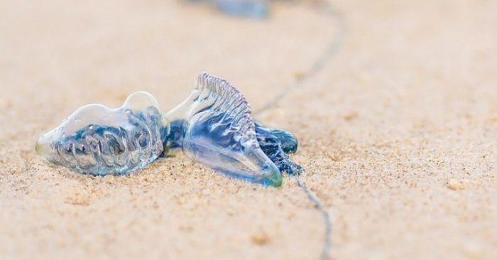 Thousands stung in Australian blue bottle invasion
