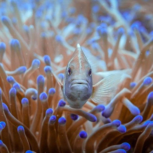 Photo of tropical fish swimming amongst coral