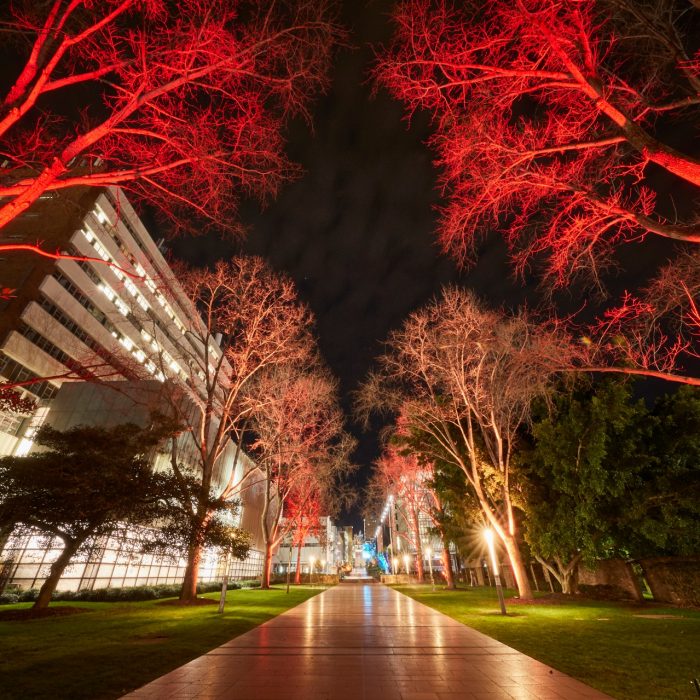 UNSW Kensington campus with coloured lighting to acknowlegde Naidoc week.