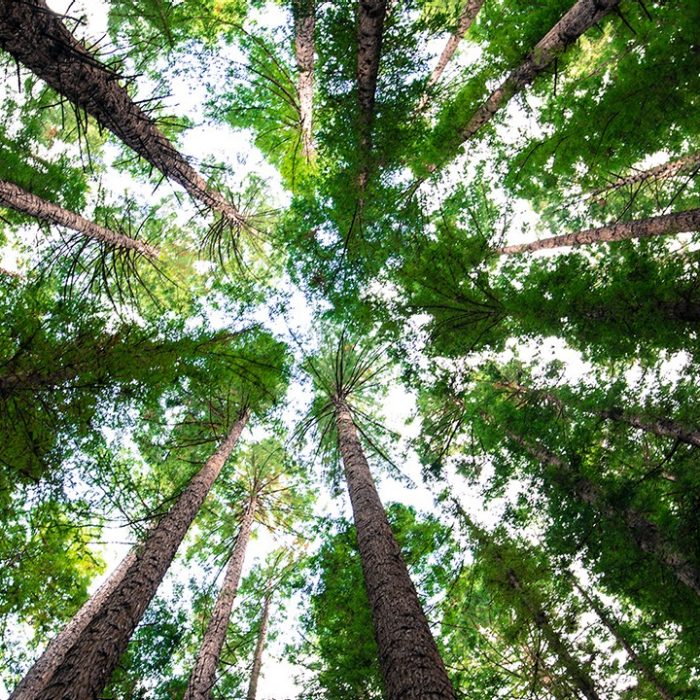 looking straight up into a high canopy of green tree tops