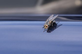 A fly on the gleaming hood of the car in detail