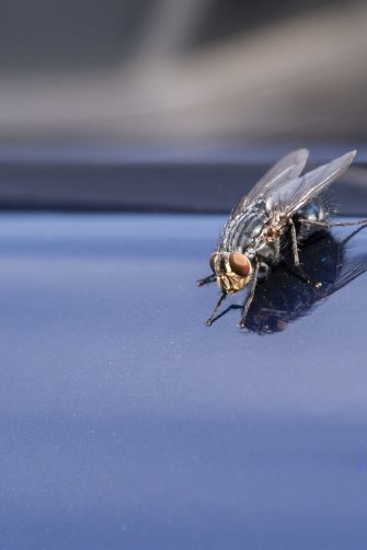 A fly on the gleaming hood of the car in detail