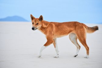 A dingo with a tan coat walking on the sand