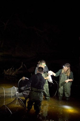 Environment Minister Penny Sharpe, and scientists Tahneal Hawke and Gilad Bino in a boat on the Hacking River