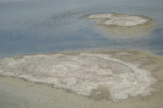 Pelican Island, Coorong