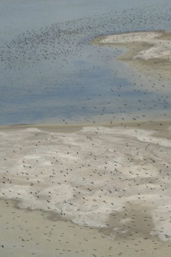 Pelican Island, Coorong