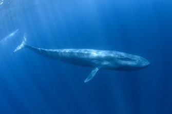 blue whale