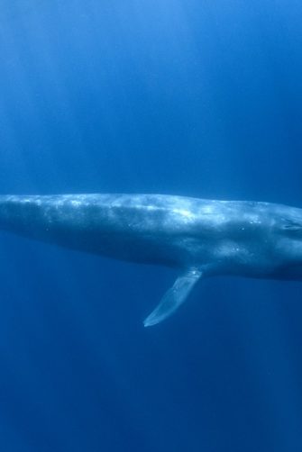 blue whale