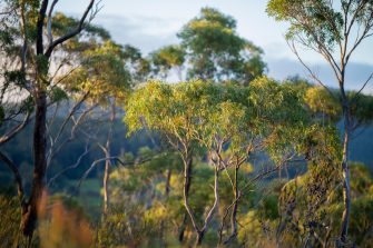 beautiful gum Trees and shrubs in the Australian bush forest. Gumtrees and native plants growing in Australia in spring