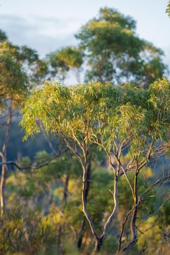 beautiful gum Trees and shrubs in the Australian bush forest. Gumtrees and native plants growing in Australia in spring