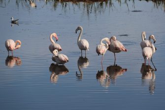 Flamingos at a Ramsar site in Cape Town, South Africa