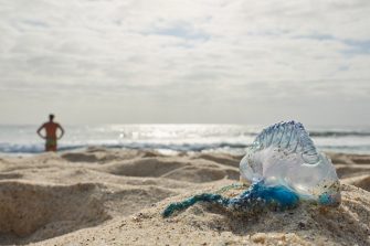 A bluebottle on Maroubra Beach