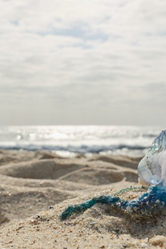 A bluebottle on Maroubra Beach