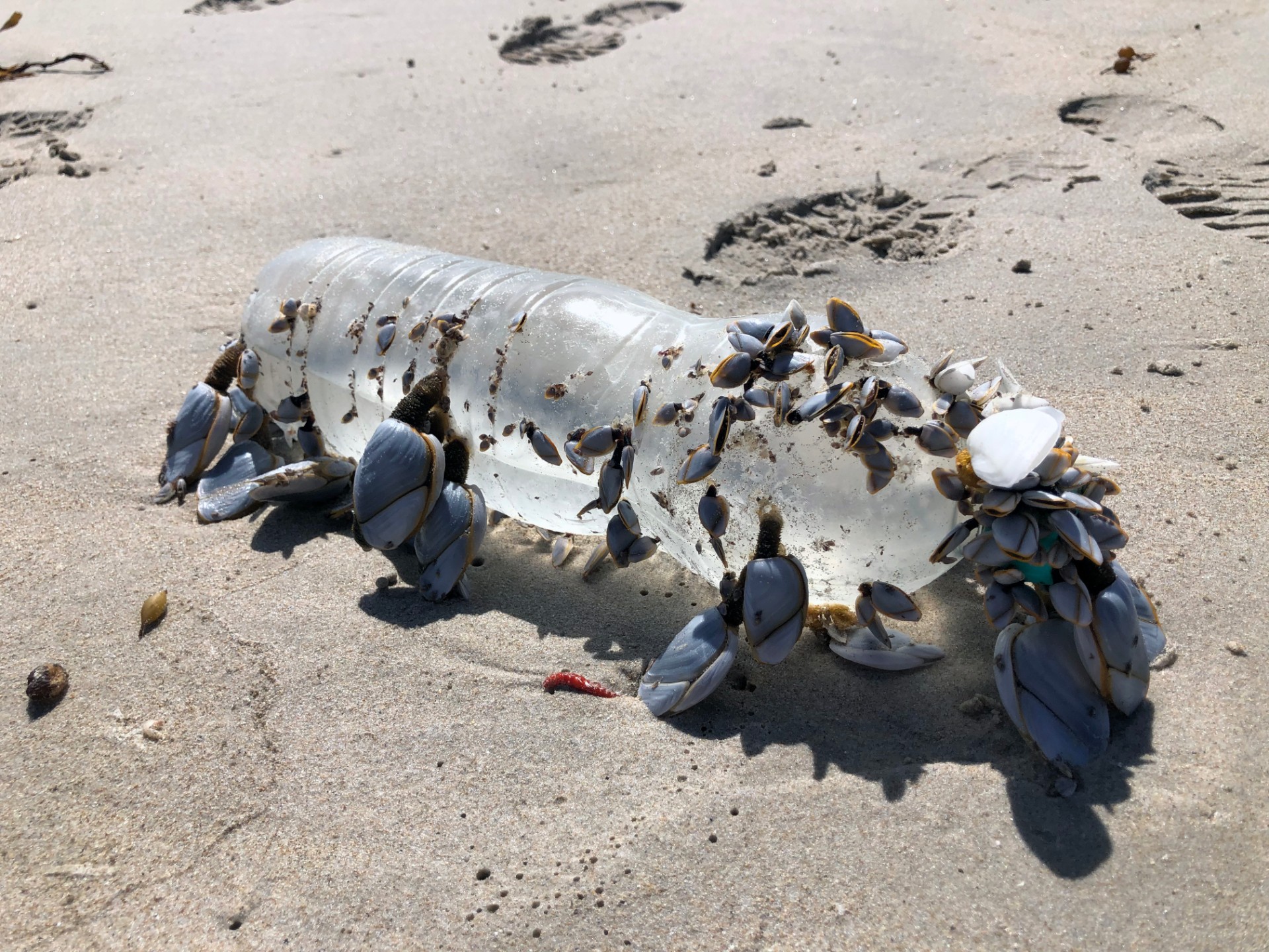 A plastic bottle washed upon the shore with pippy shells attached