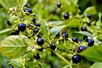 Fruits of belladonna or banewort or dwale or deadly nightshade – Atropa belladonna -  in autumn, Bavaria, Germany, Europa