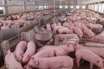 Pigs in indoor pens at a farm