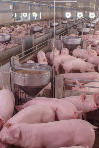 Pigs in indoor pens at a farm