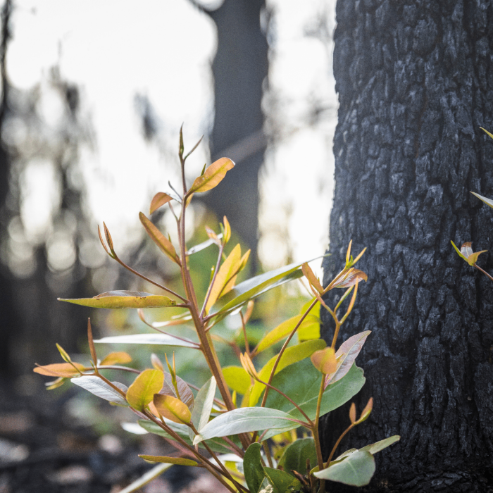 small plant growing at the base of tree trunk