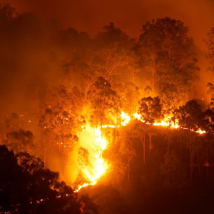 Forest fire at night