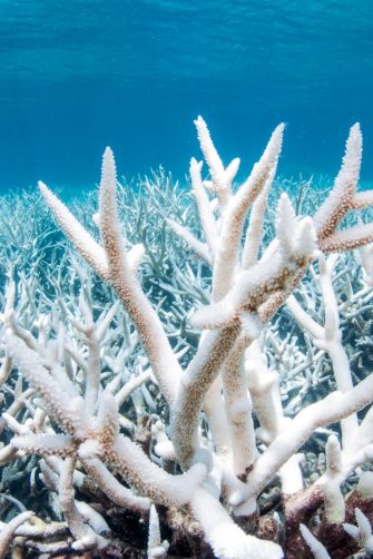 Bleached coral on the Great Barrier Reef outside Cairns Australia during a mass bleaching event, thought to have been caused by heat stress due to warmer water temperatures as a result of global climate change.