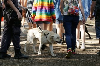 BYRON BAY, AUSTRALIA - JULY 22:  Police officers and drug detection dogs walk amongst festival goers before entering Splendour in the Grass 2016 on July 22, 2016 in Byron Bay, Australia.  (Photo by Mark Metcalfe/Getty Images)