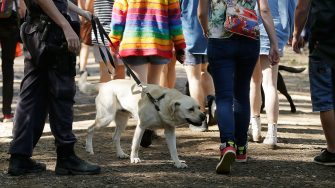 BYRON BAY, AUSTRALIA - JULY 22:  Police officers and drug detection dogs walk amongst festival goers before entering Splendour in the Grass 2016 on July 22, 2016 in Byron Bay, Australia.  (Photo by Mark Metcalfe/Getty Images)