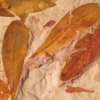 Fossilized Glossopteris leaves, Glossopteris brownian, Permian Period, 245 to 286 million years ago, Dunedoo, New South Wales, Australia, (Specimen courtesy of Terry Manning, Leicester, England, UK), (Photo by Wild Horizons/Universal Images Group via Getty Images)