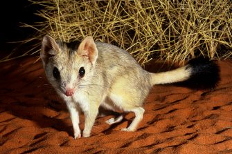 A small Australian marsupial called the kowari in the Australian desert