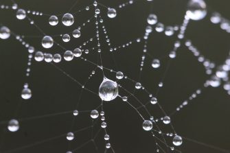 spider web with dew drops