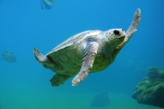 Photo of sea turtle underwater