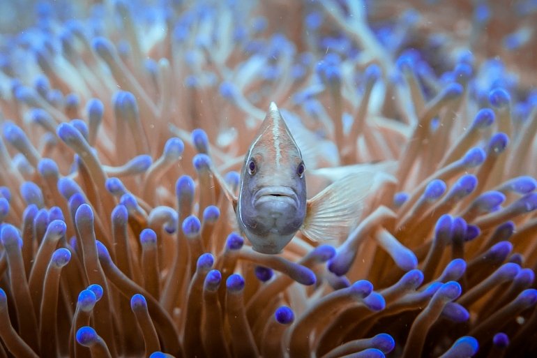 Photo of tropical fish swimming amongst coral