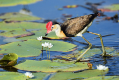 Photo of a water bird walking on lilys