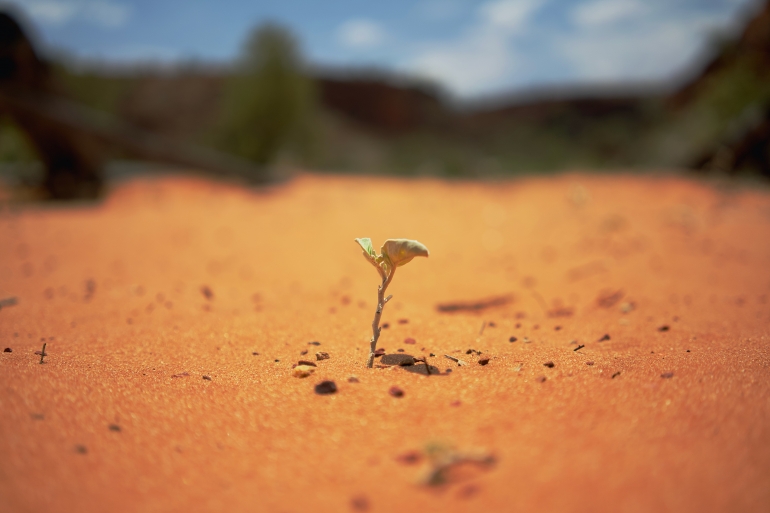 Photo of a plant growing in the desert