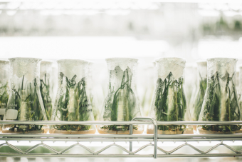 Photo of crops growing in a lab