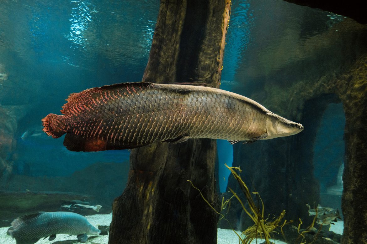 Harnessing nature's design: Using fish scales to improve lightweight armour