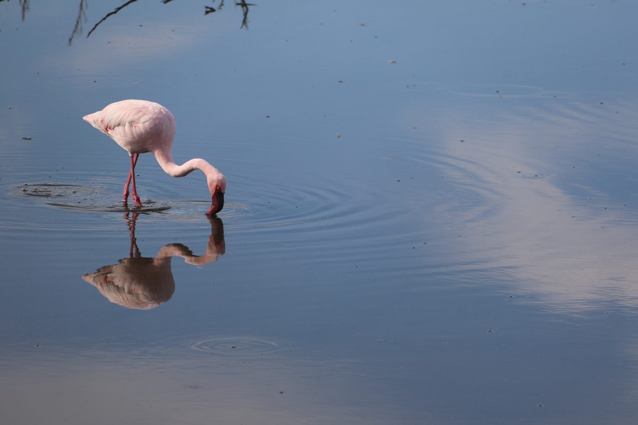 Flamingos at a Ramsar site in Cape Town, South Africa