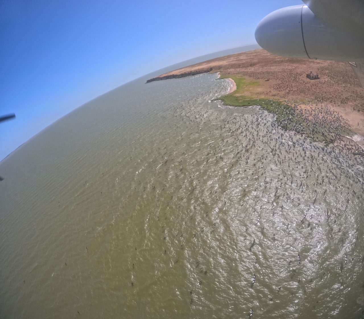 waterbirds on an island