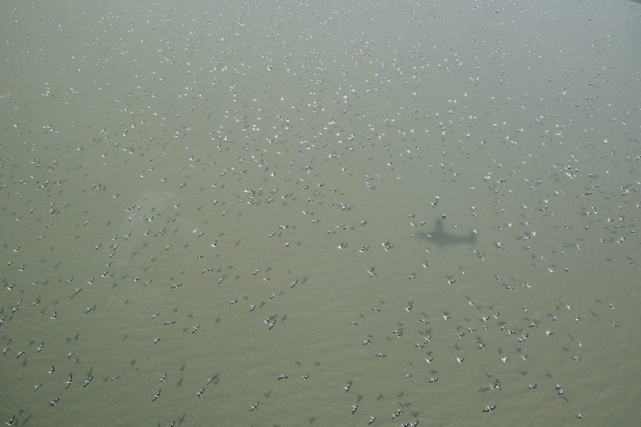 thousands of pelicans flying over and feeding from a large inland lake