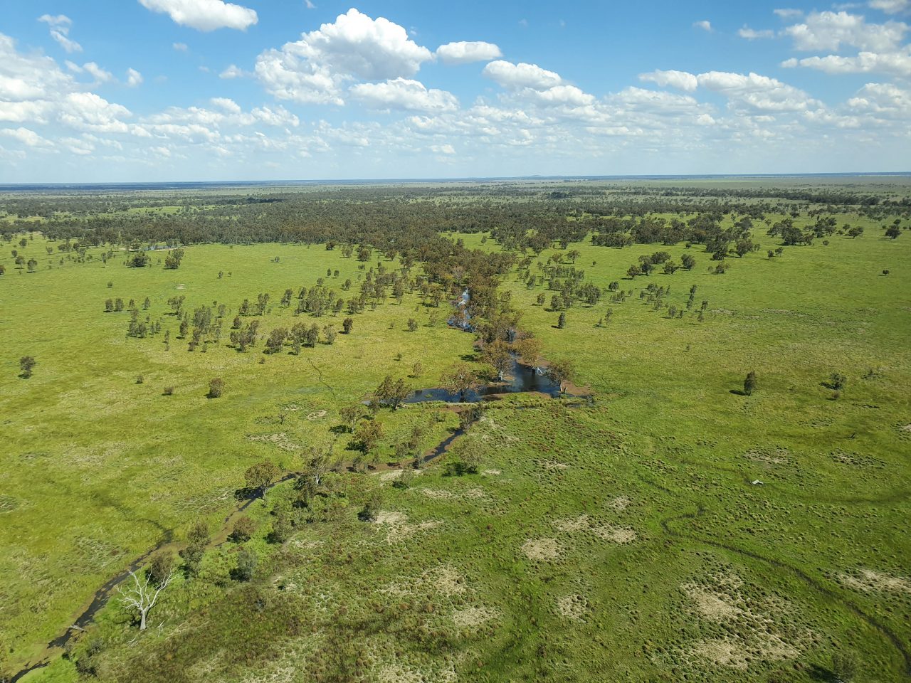 Green wetland