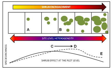 Diagram depicting shrub encroachment and site level heterogeneity